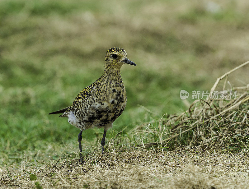 太平洋金鸻(Pluvialis fulva)是一种中型鸻。Papahānaumokuākea海洋国家纪念碑，中途岛，中途岛环礁，夏威夷群岛